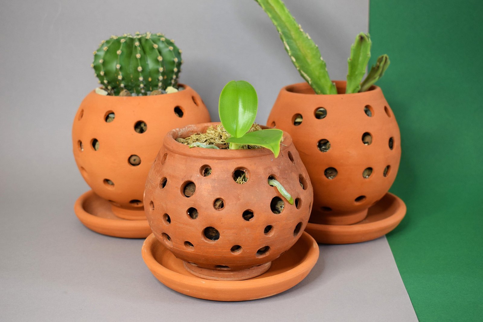 Terracotta pot with drainage hole suitable for succulent care