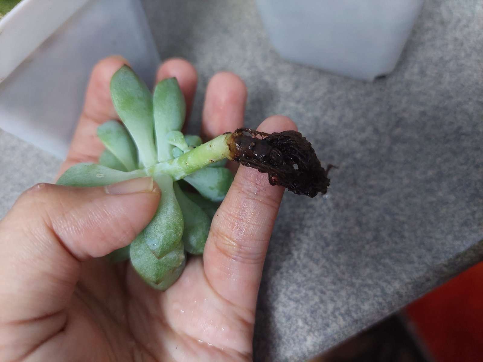 Signs of overwatering and root rot in a succulent plant