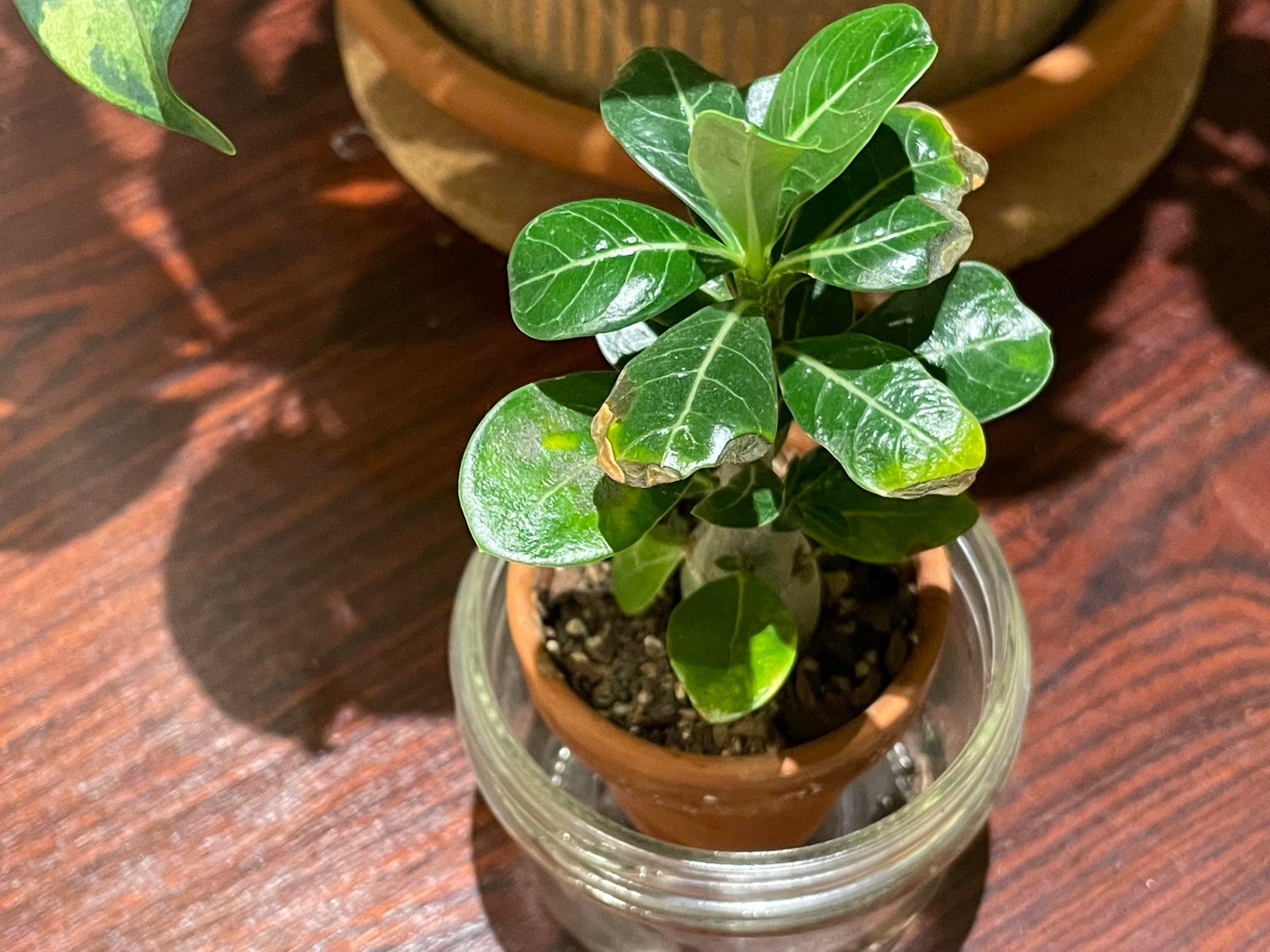 Houseplant leaves showing sunburn from too much direct window light