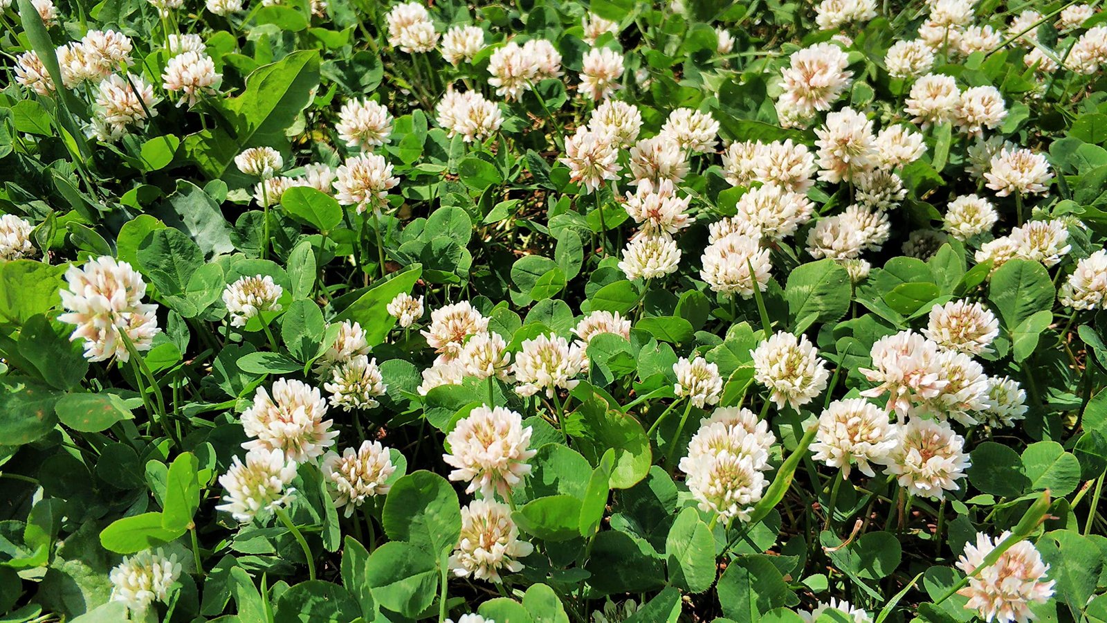Sustainable lawn alternatives using clover meadow plants and low-water groundcovers