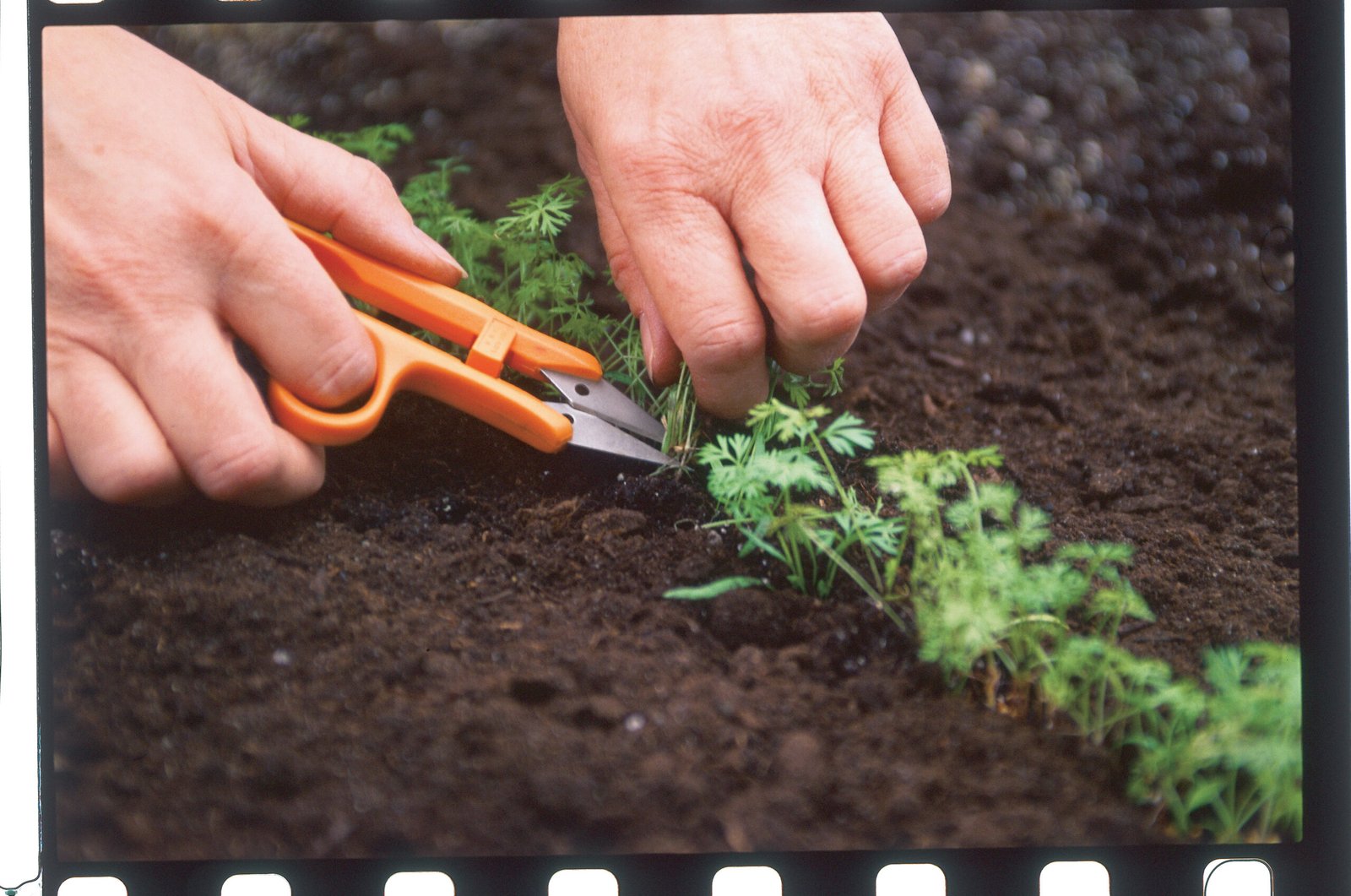 Thinning young carrot seedlings to provide proper root spacing