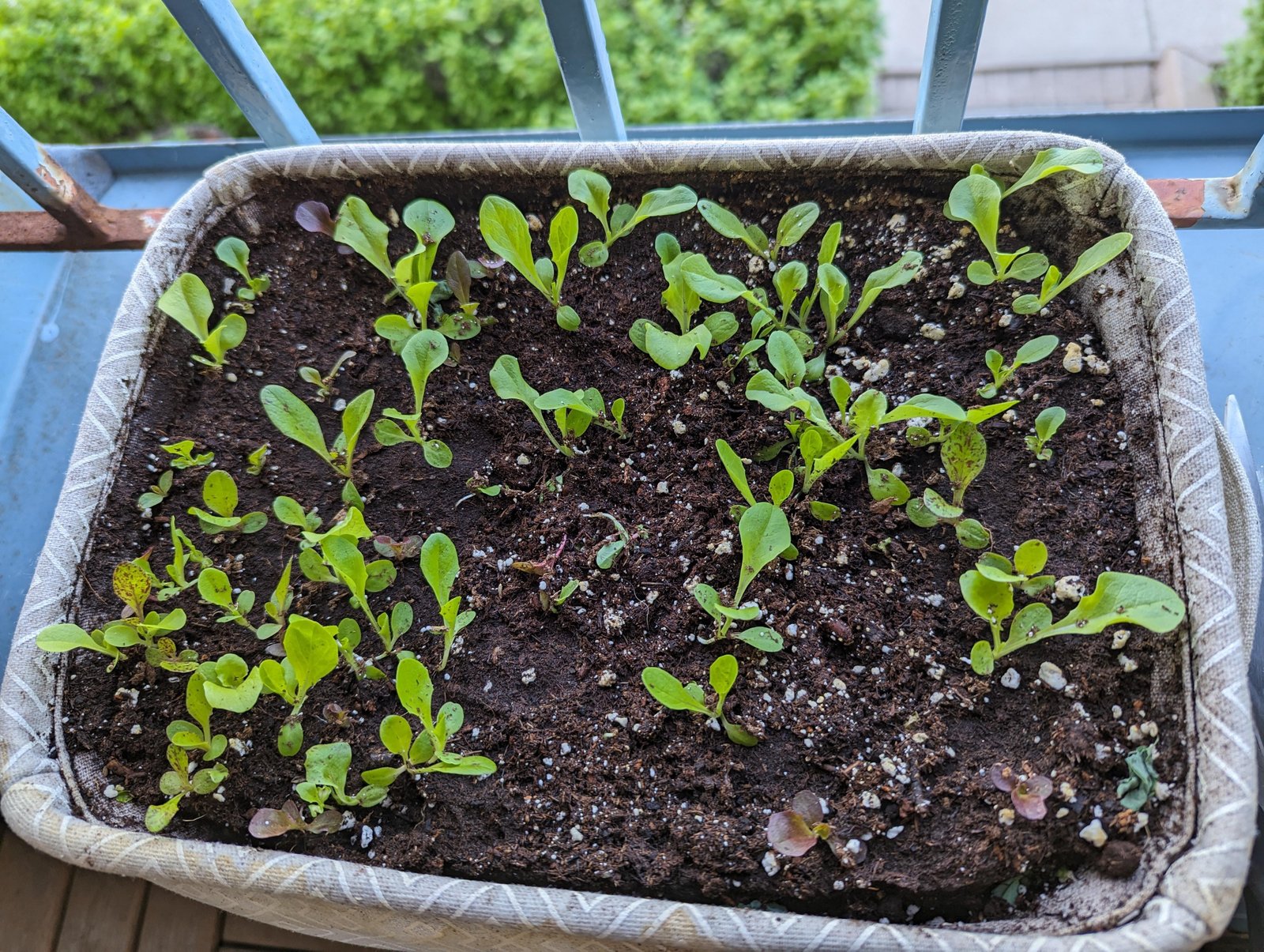 Properly spaced lettuce seedlings after thinning