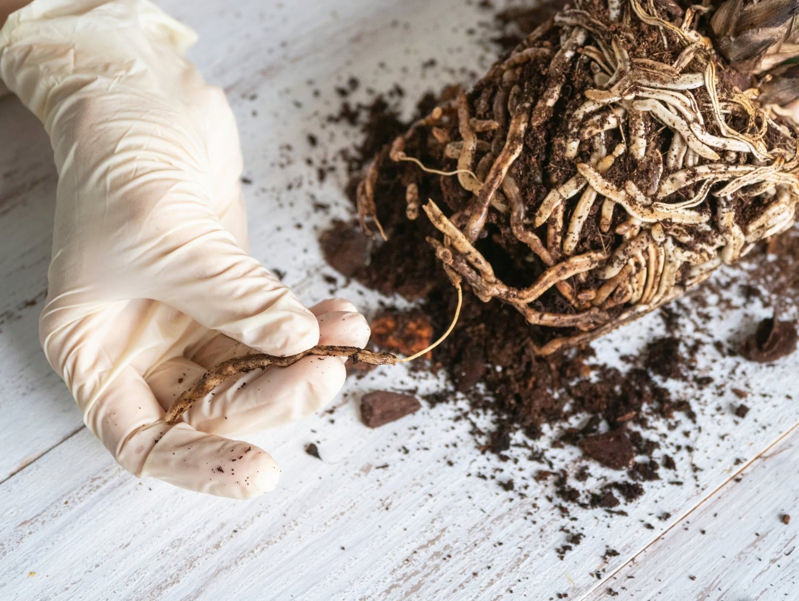 Damaged houseplant roots being trimmed with clean scissors before repotting