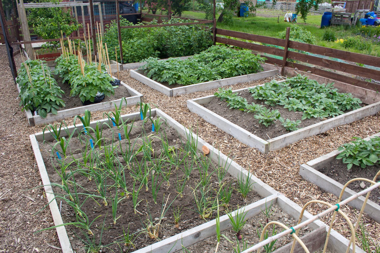 Raised vegetable beds arranged for a simple crop rotation plan
