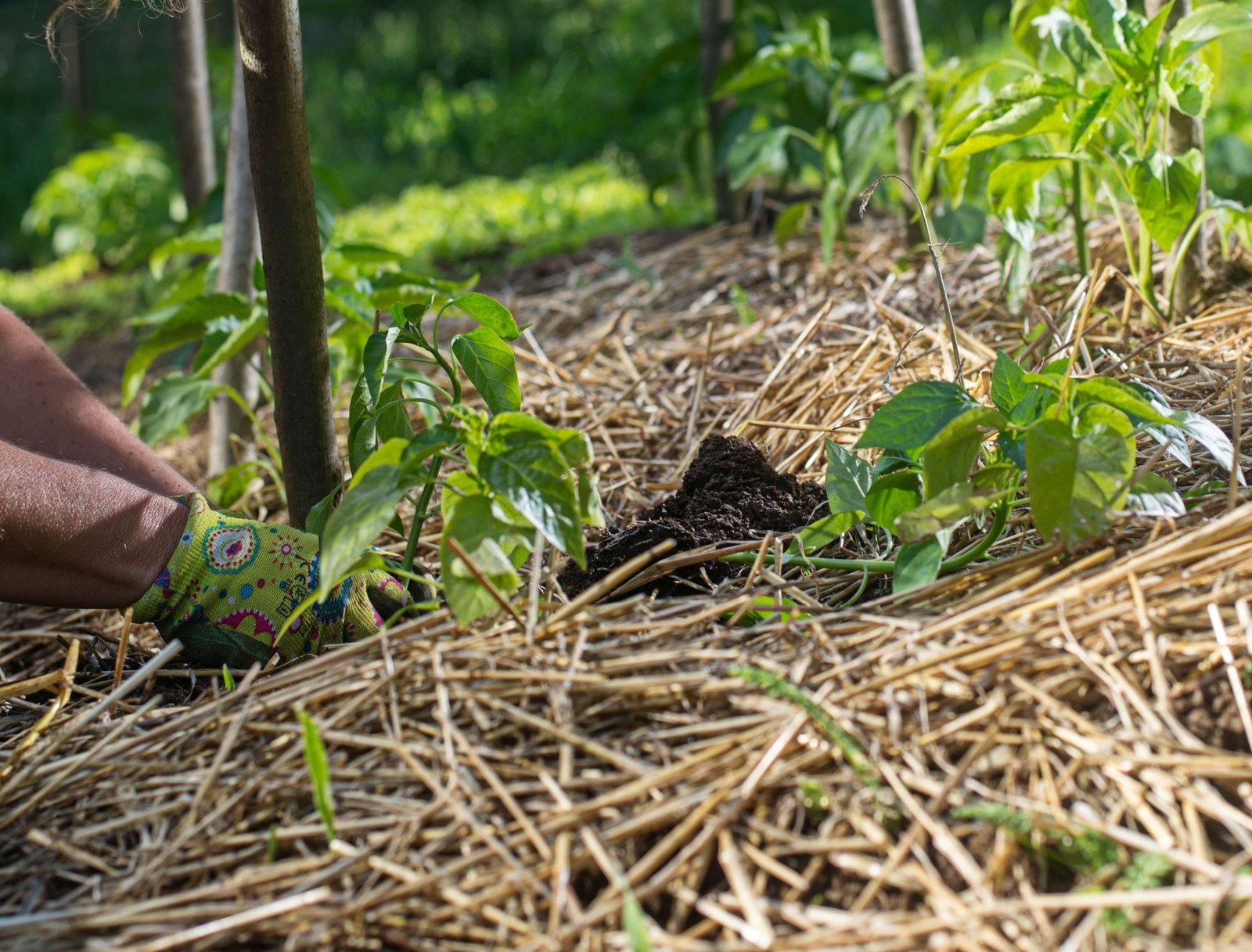 Straw mulch used in a vegetable garden to conserve moisture and suppress weeds