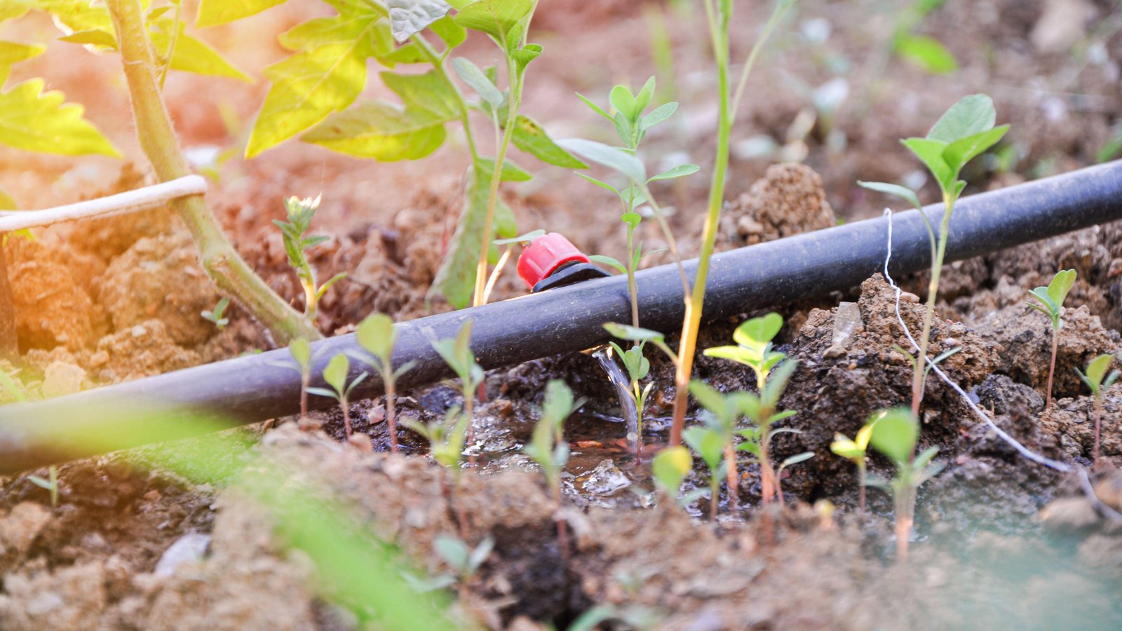 Water-efficient home garden using mulch, drip irrigation, and climate-suited plants