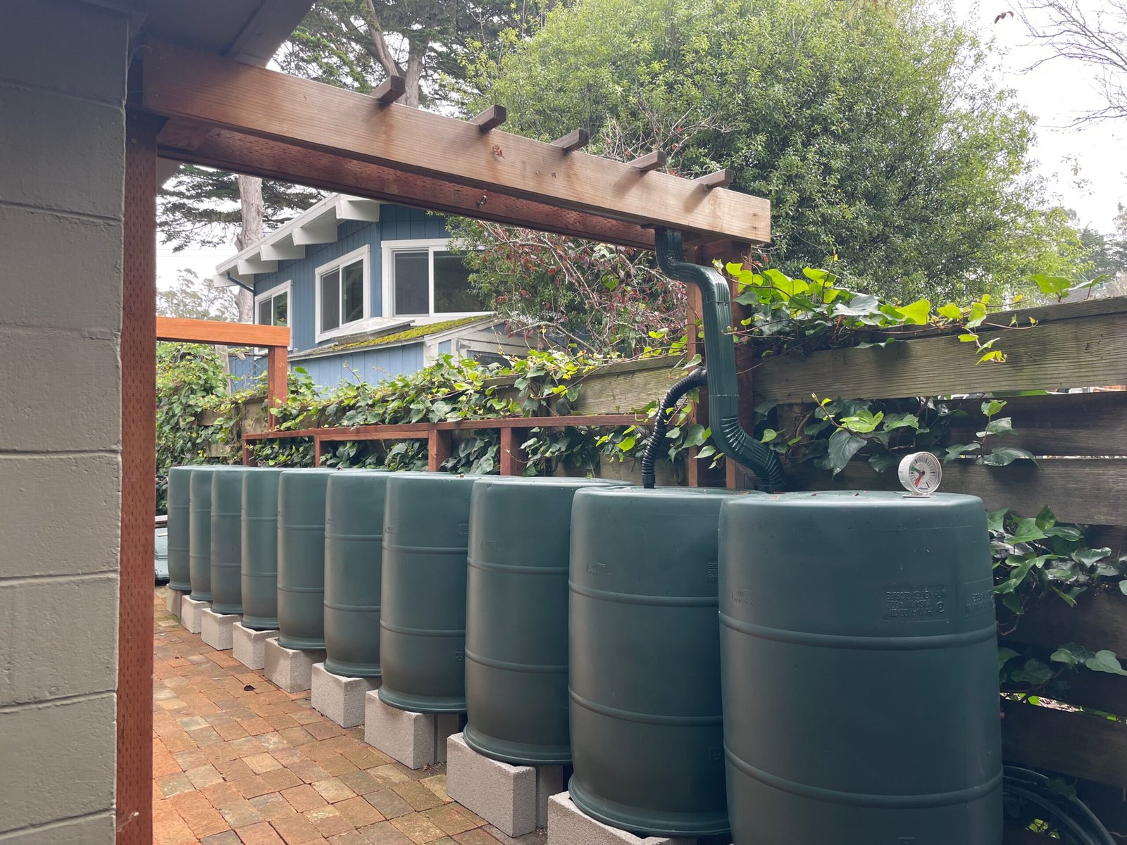 Using collected rainwater from a barrel to water garden plants