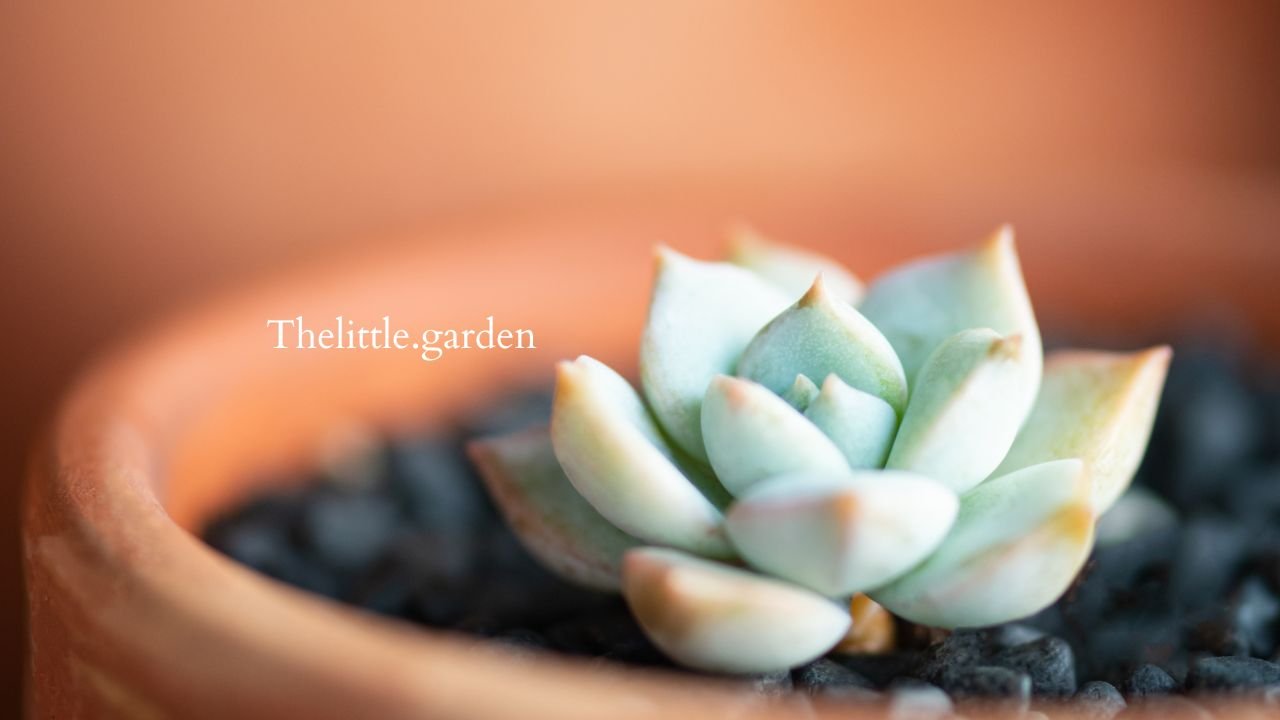 Checking dry succulent soil before watering a potted plant