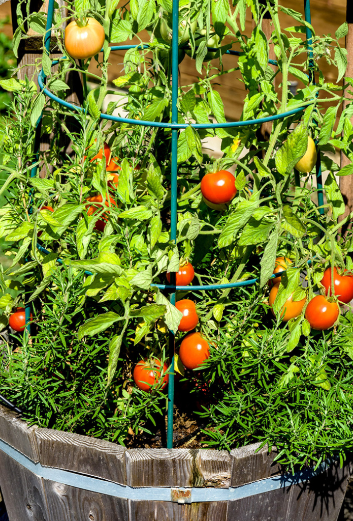 growing tomatoes in pot